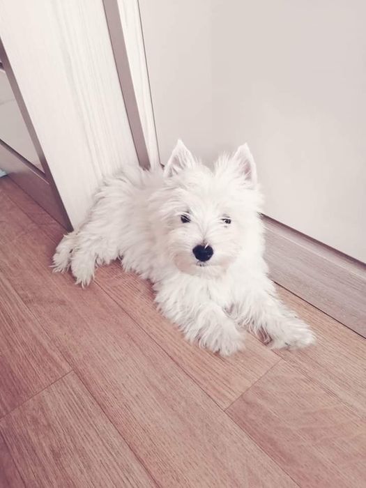 West Highland White Terrier, psy 
